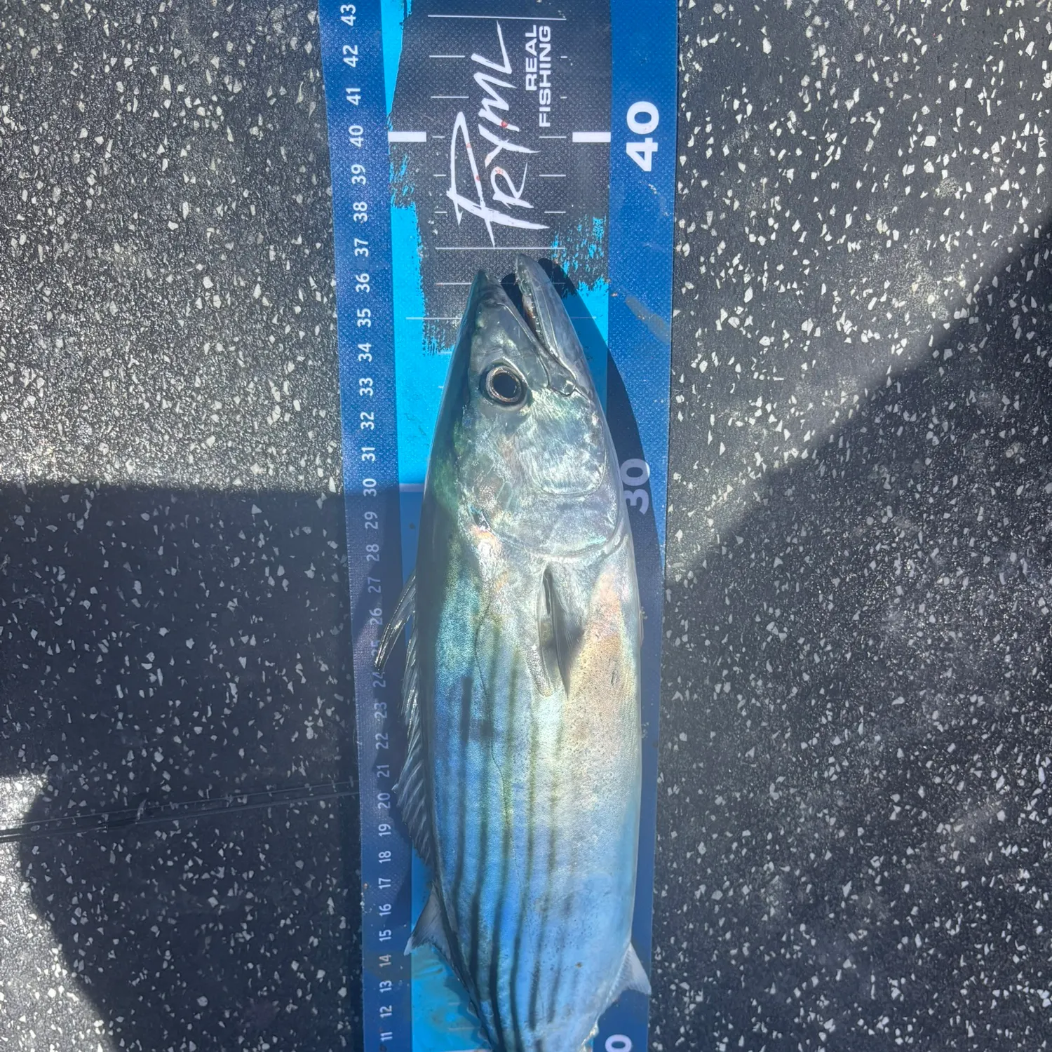 The most recent Striped bonito catches on Fishbrain