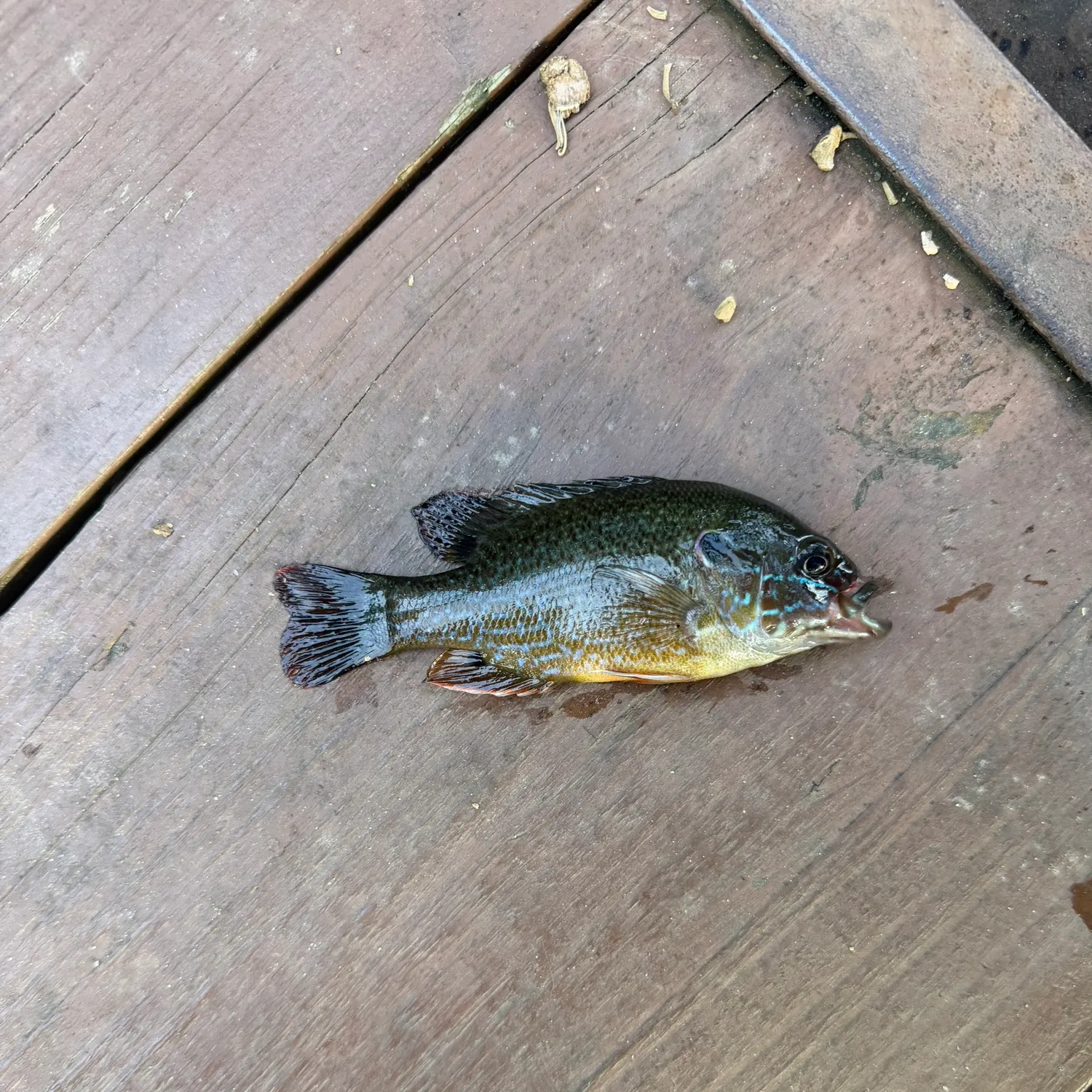 Green sunfish caught on Fishbrain