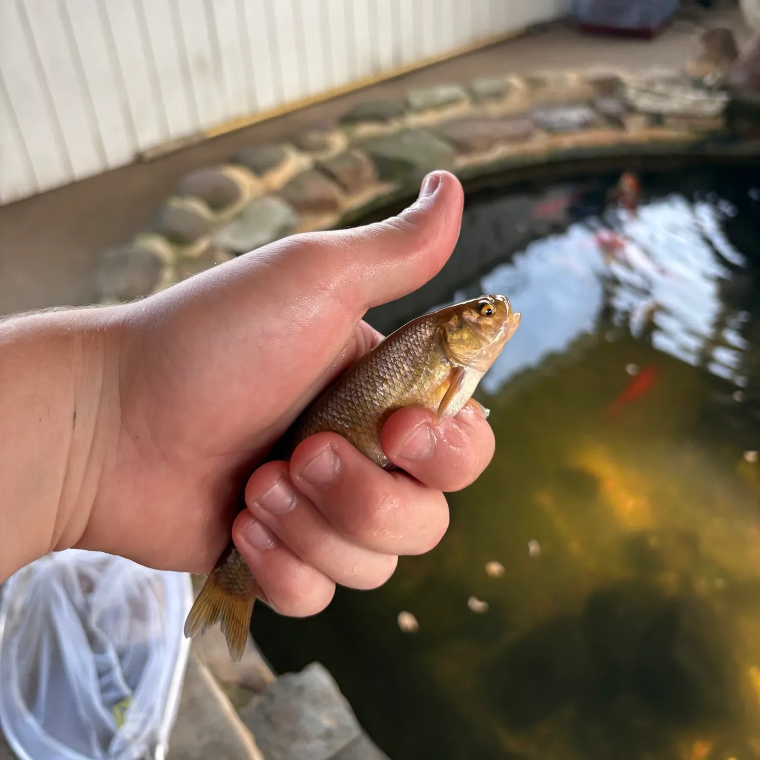 The most recent Golden shiner catches on Fishbrain