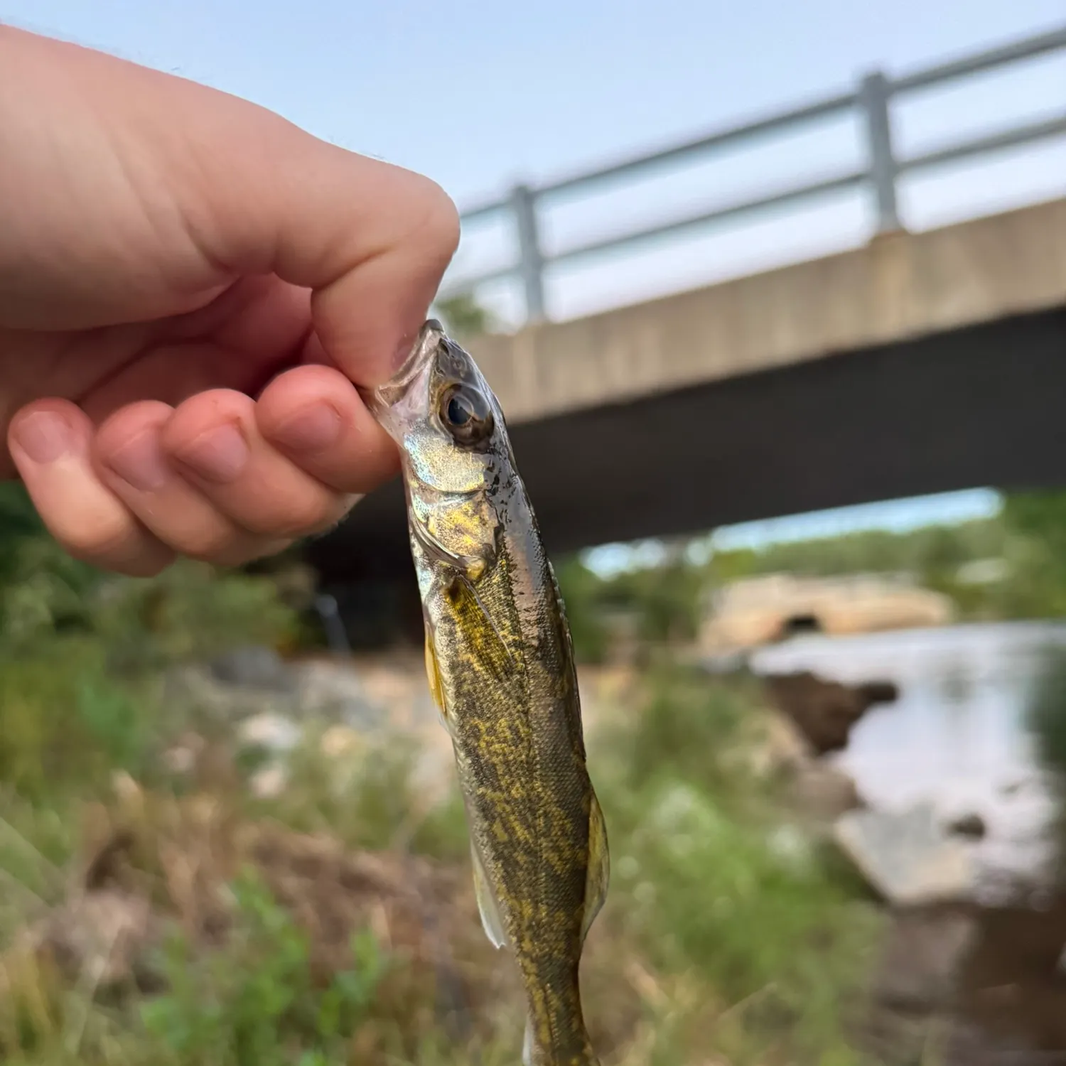 Walleye caught on Fishbrain