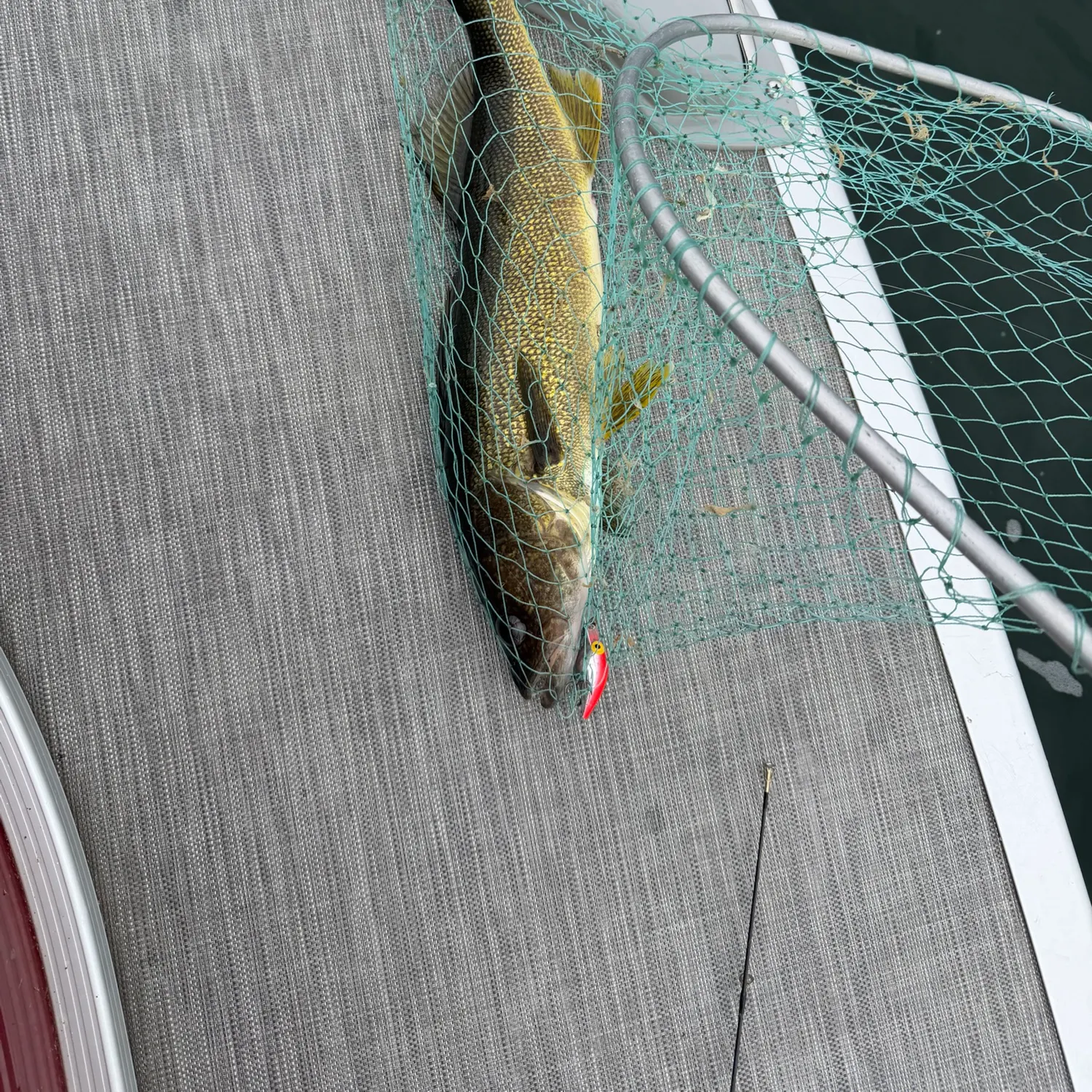 Walleye caught on Fishbrain