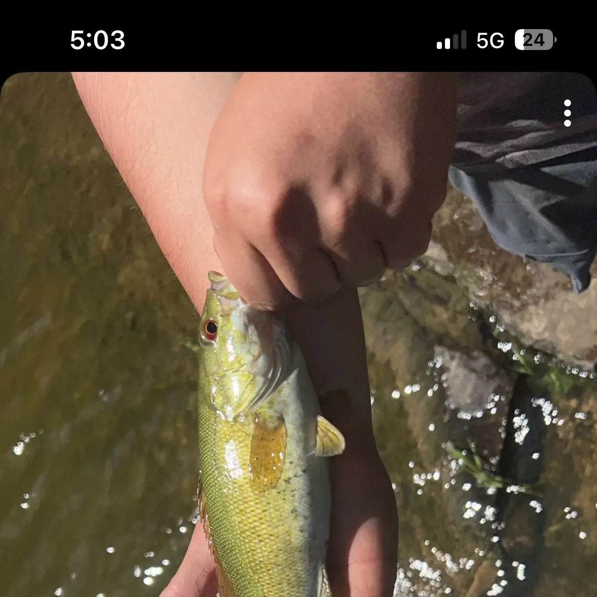 recently logged catches