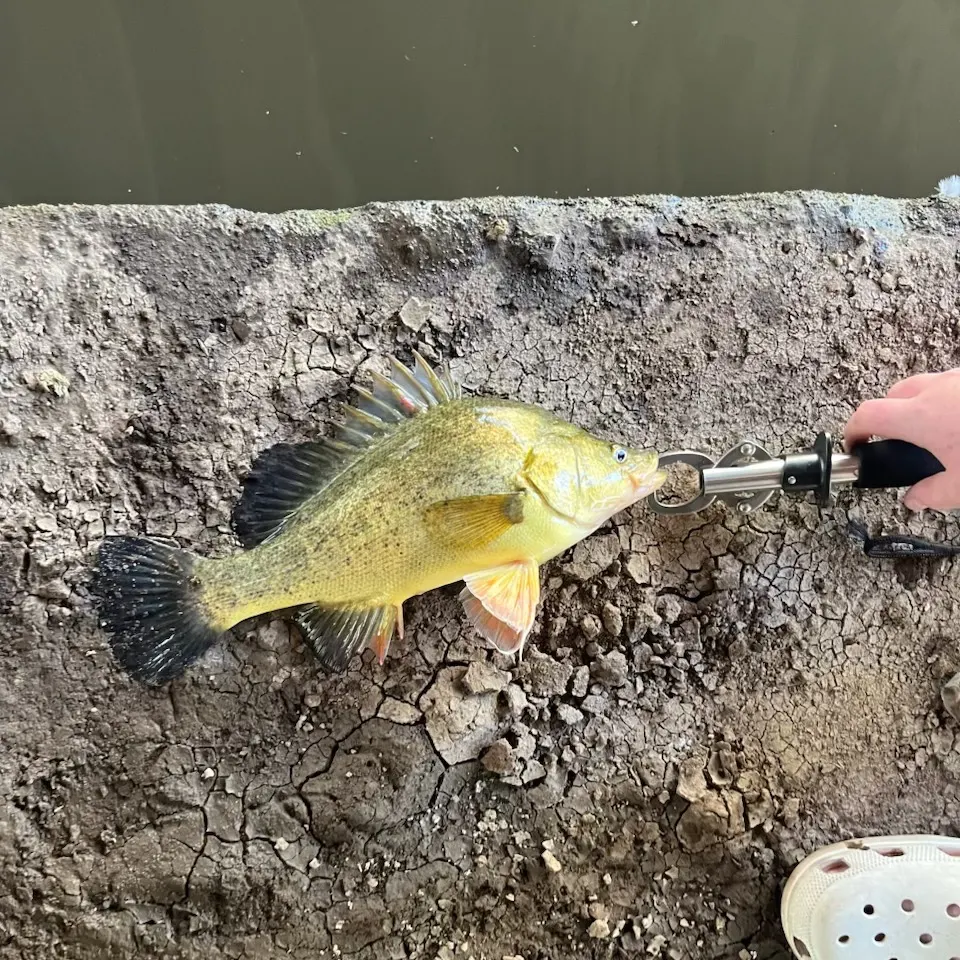 The most recent Golden perch catches on Fishbrain