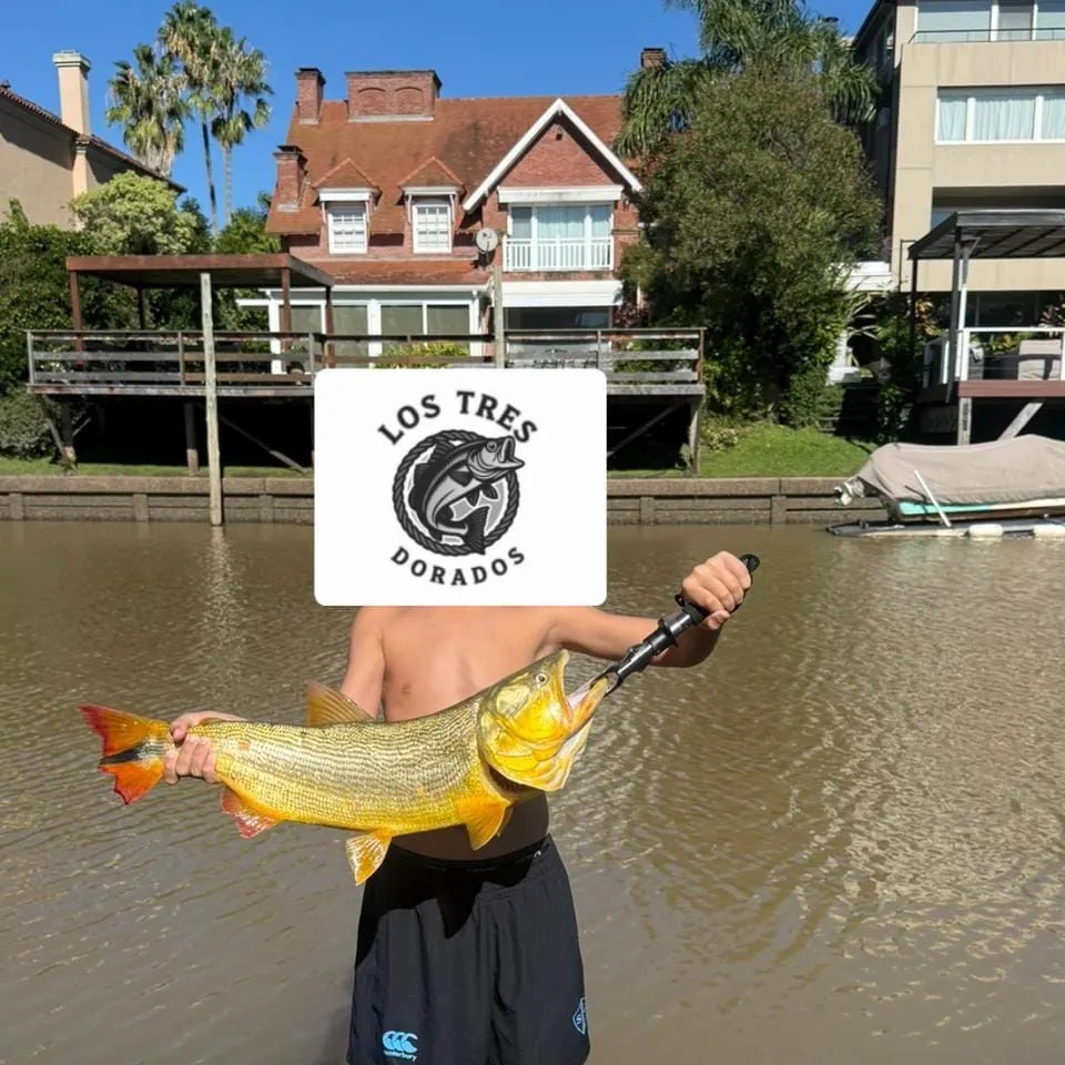 The most recent Golden dorado catches on Fishbrain