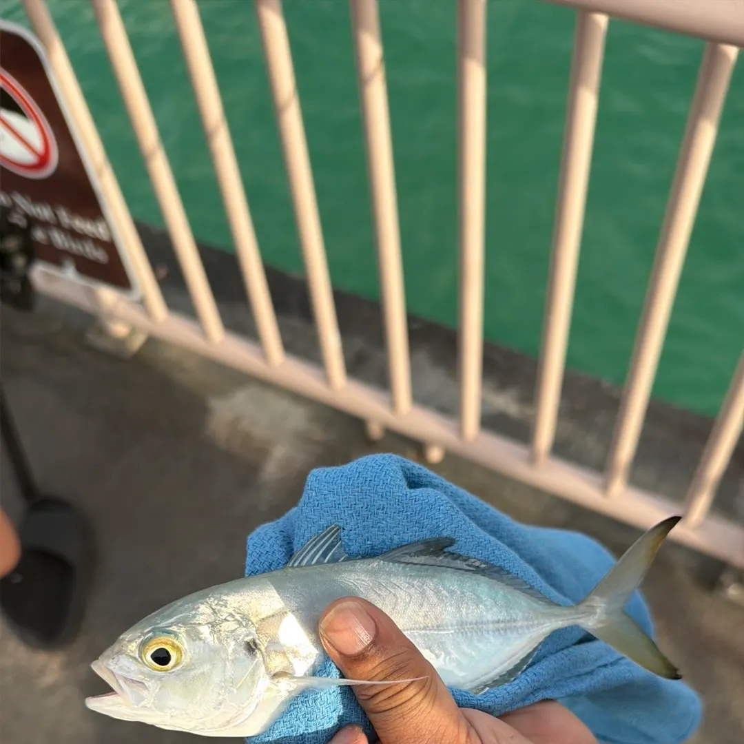 The most recent Blue runner catches on Fishbrain