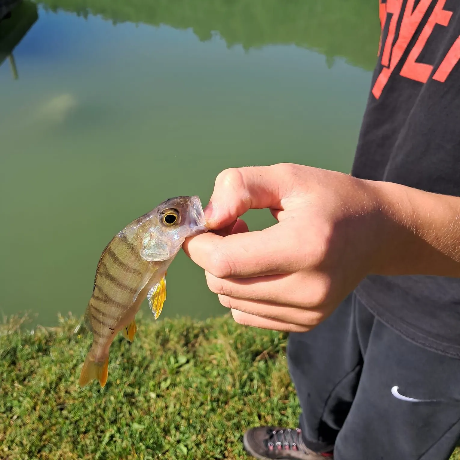 European perch caught on Fishbrain