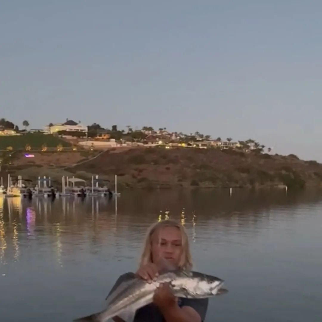 The most recent Gulf weakfish catches on Fishbrain
