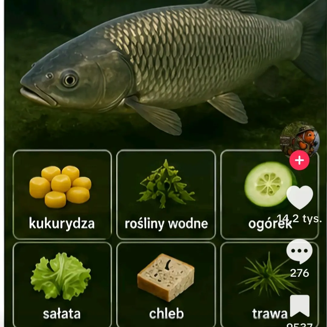 Northern pike caught on Fishbrain