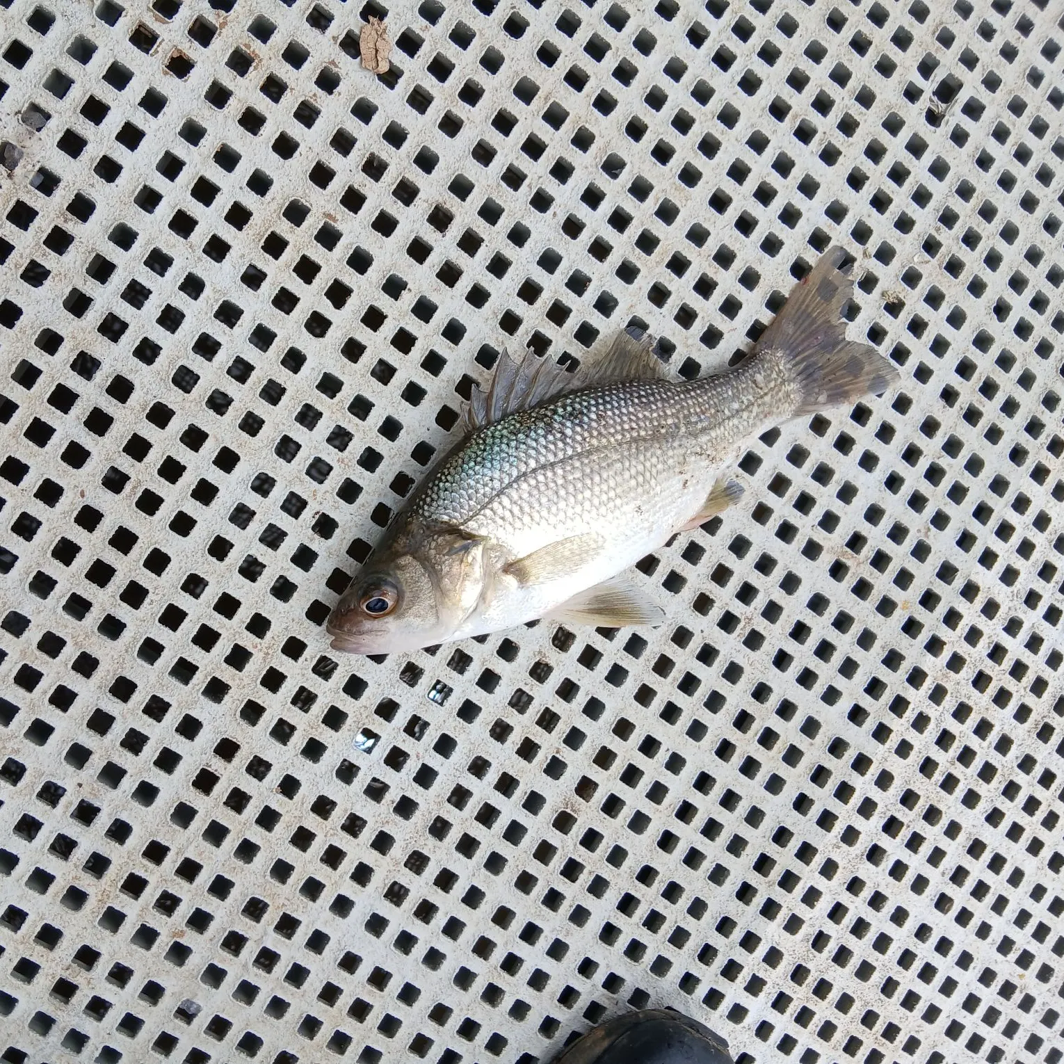 The most recent Australian bass catches on Fishbrain