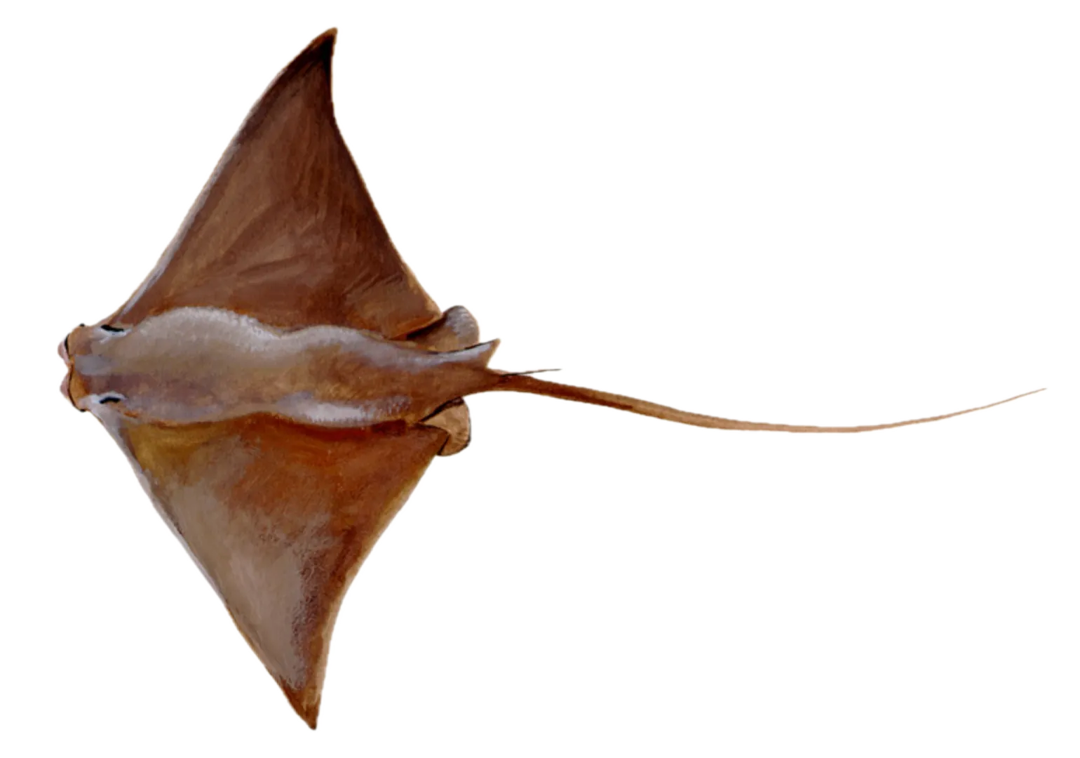 Cownose Ray