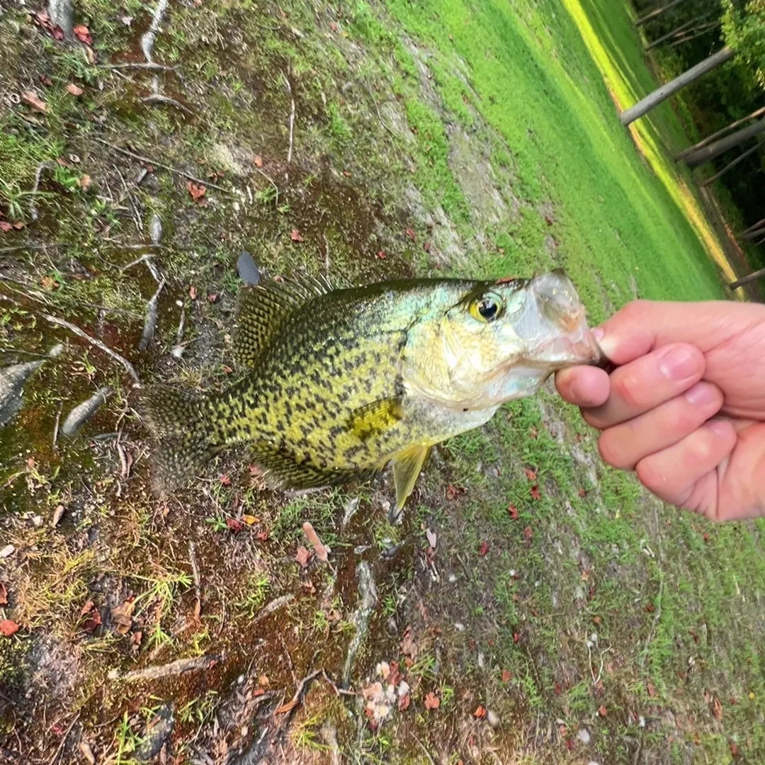 Black crappie caught on Fishbrain