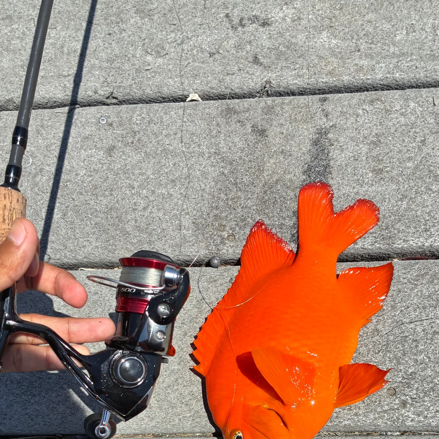 The most recent Garibaldi damselfish catches on Fishbrain