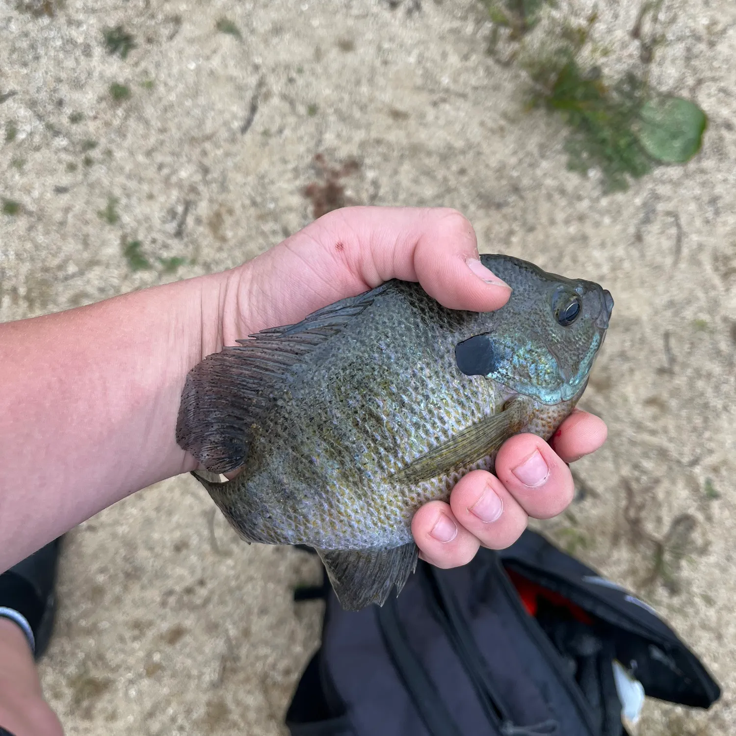 Bluegill caught on Fishbrain