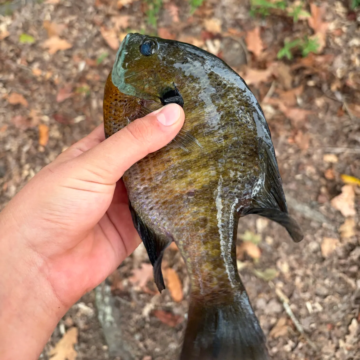 Bluegill caught on Fishbrain