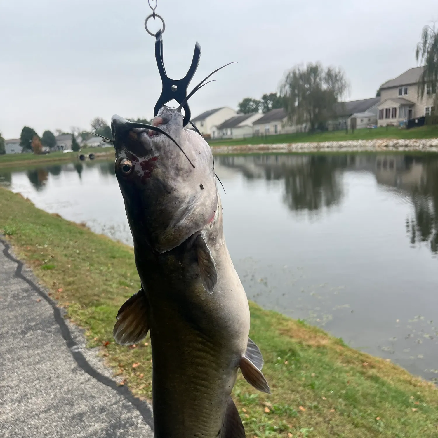 Channel catfish caught on Fishbrain