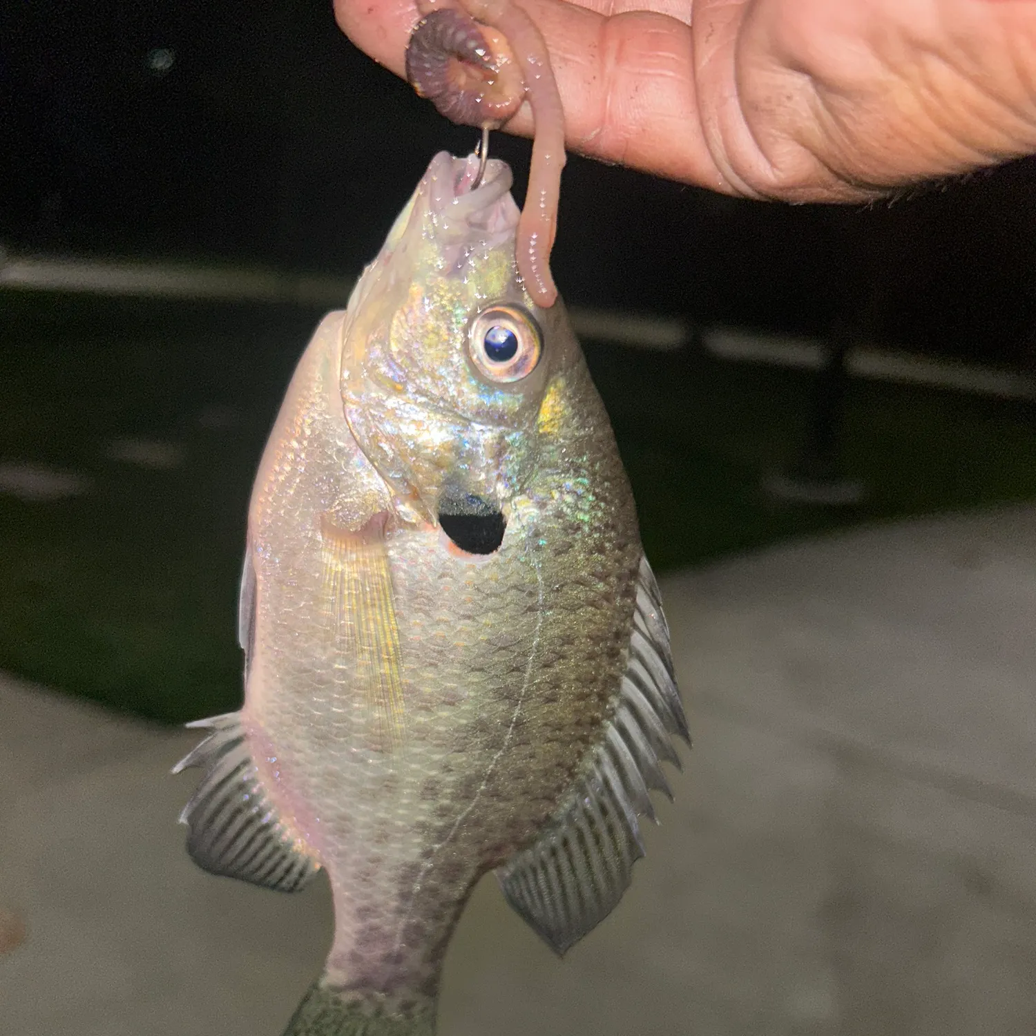 Bluegill caught on Fishbrain