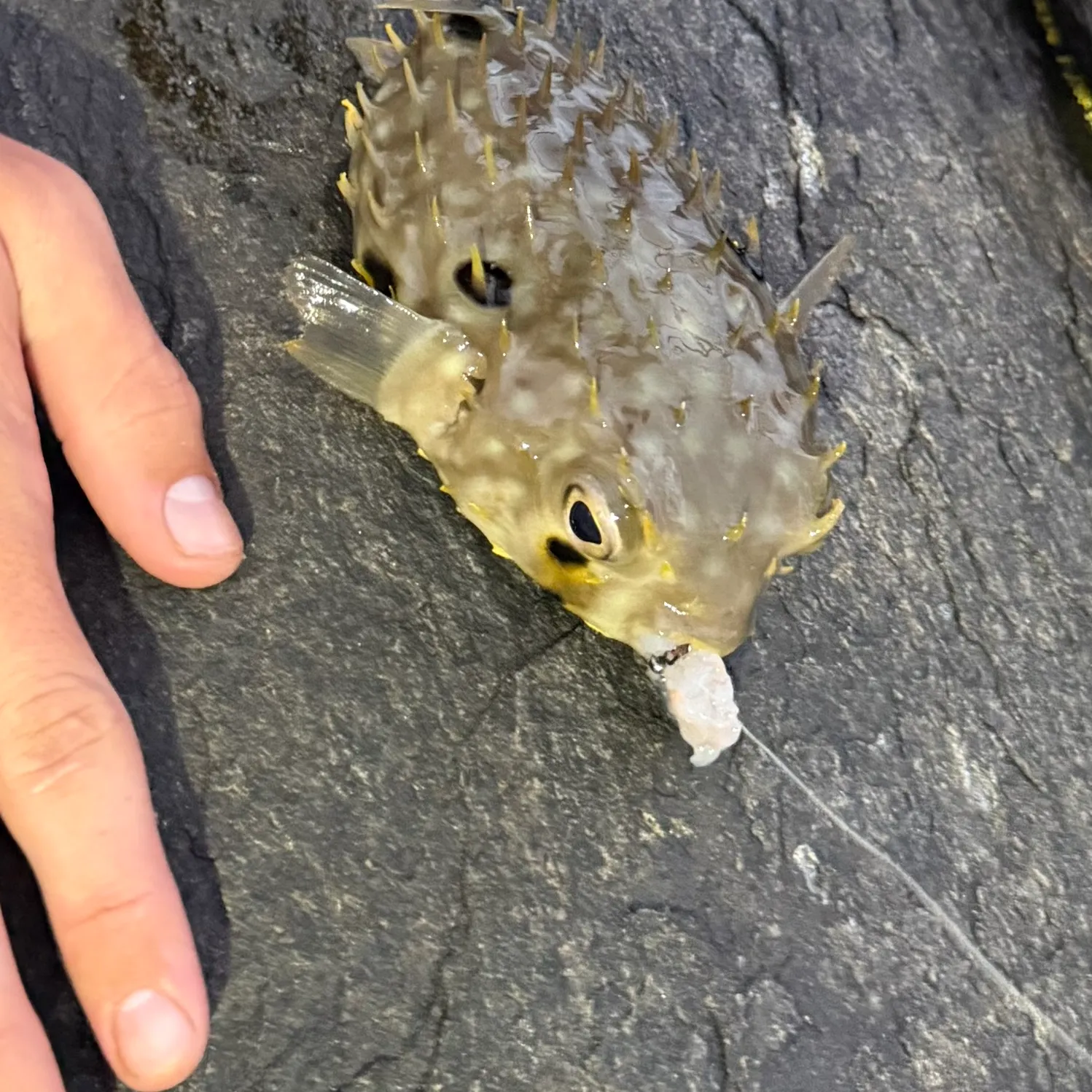 The most recent Oceanic puffer catches on Fishbrain