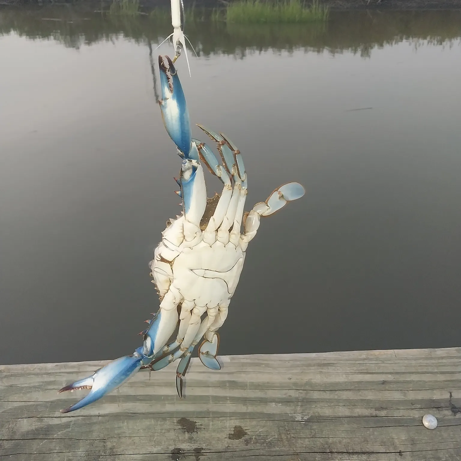 The most recent Blue crab catches on Fishbrain
