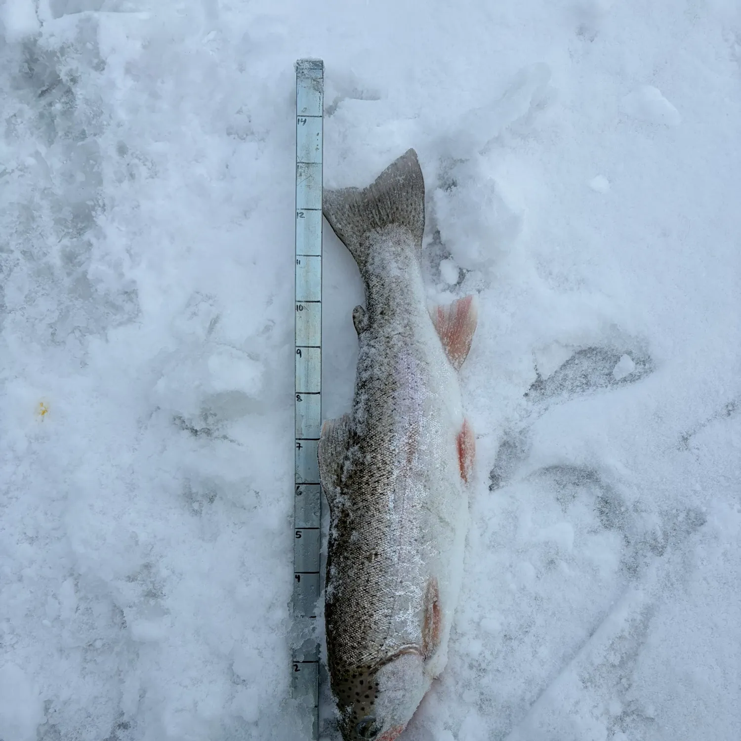 The most recent Rainbow trout catches on Fishbrain