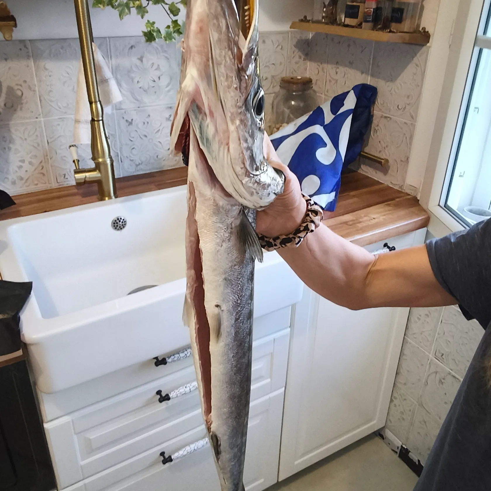 The most recent Pickhandle barracuda catches on Fishbrain