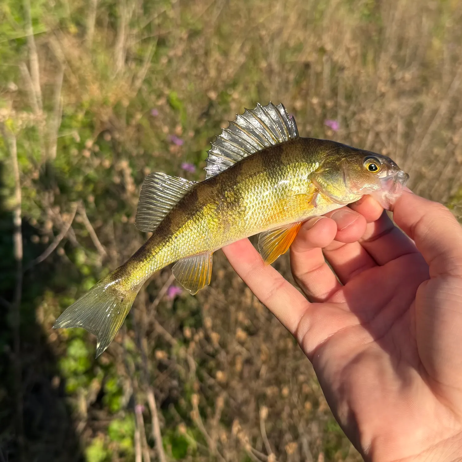 Yellow perch caught on Fishbrain