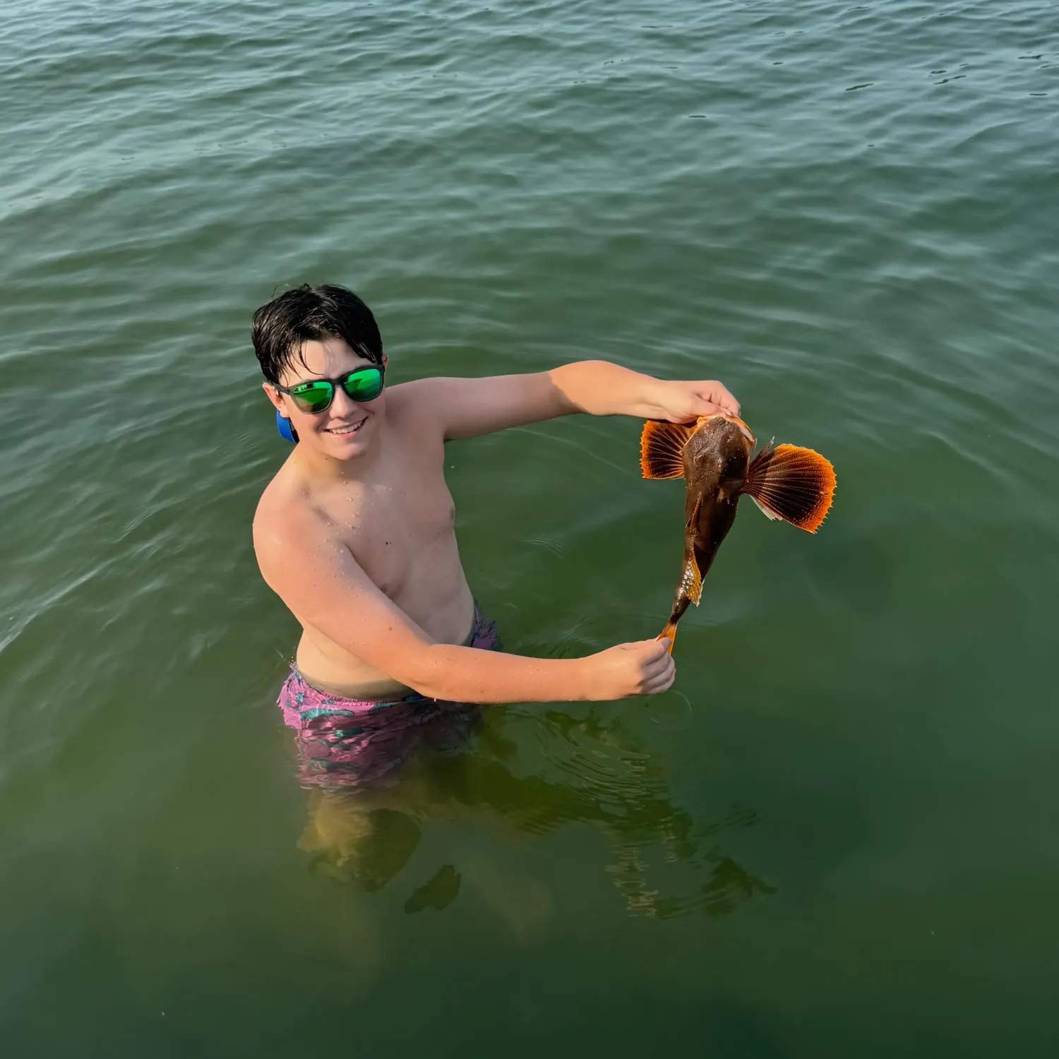 The most recent Striped searobin catches on Fishbrain