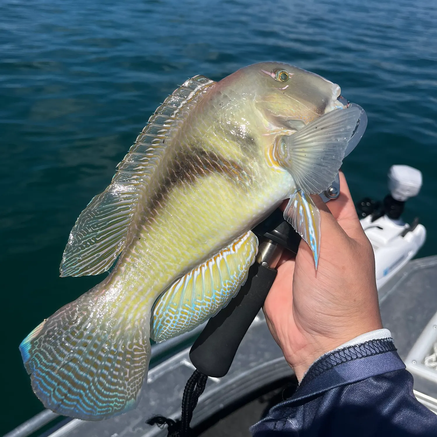 Blackspot tuskfish caught on Fishbrain