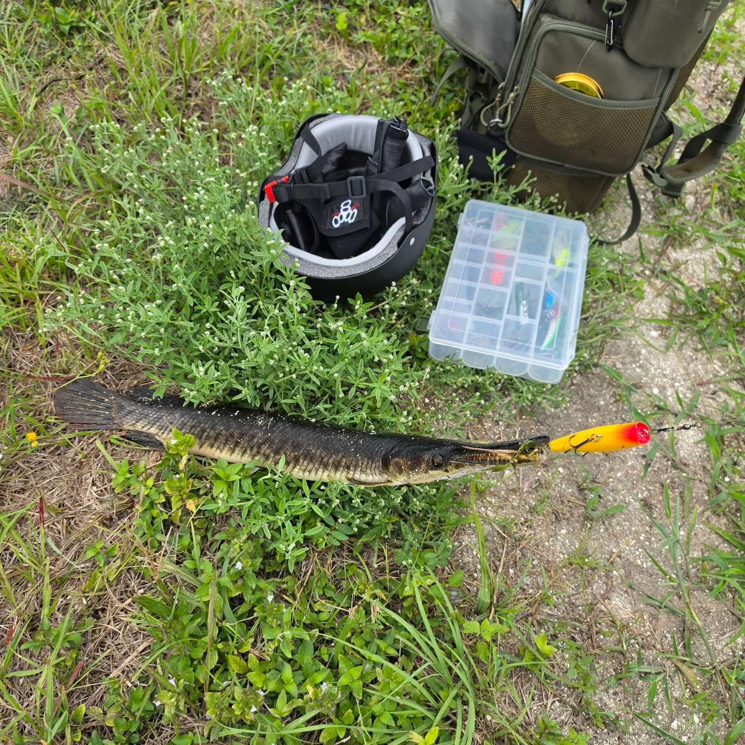 The most recent Florida gar catches on Fishbrain