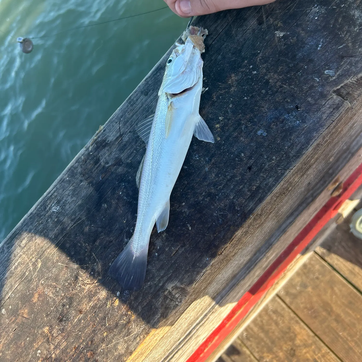 The most recent Spotted seatrout catches on Fishbrain