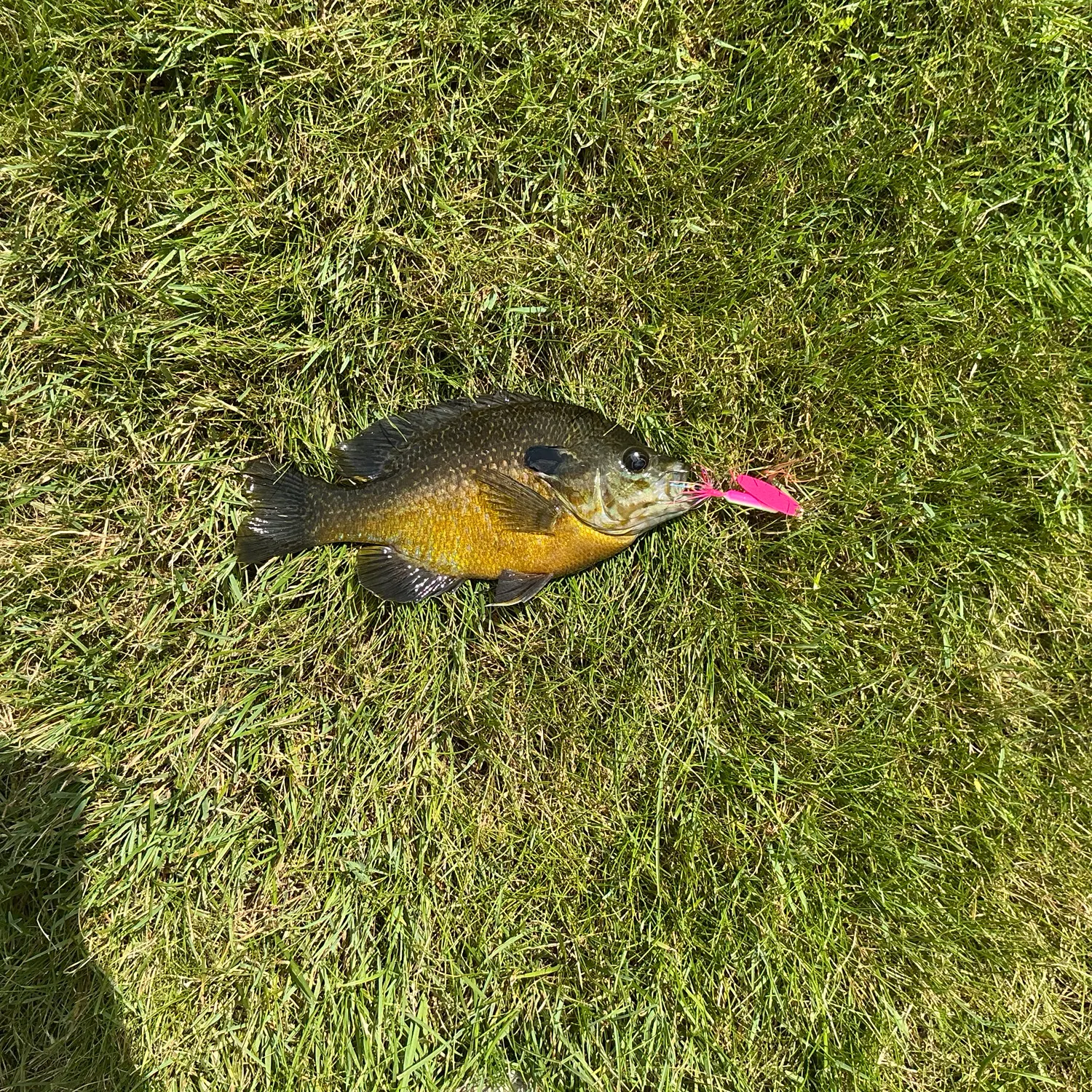 Redear sunfish caught on Fishbrain