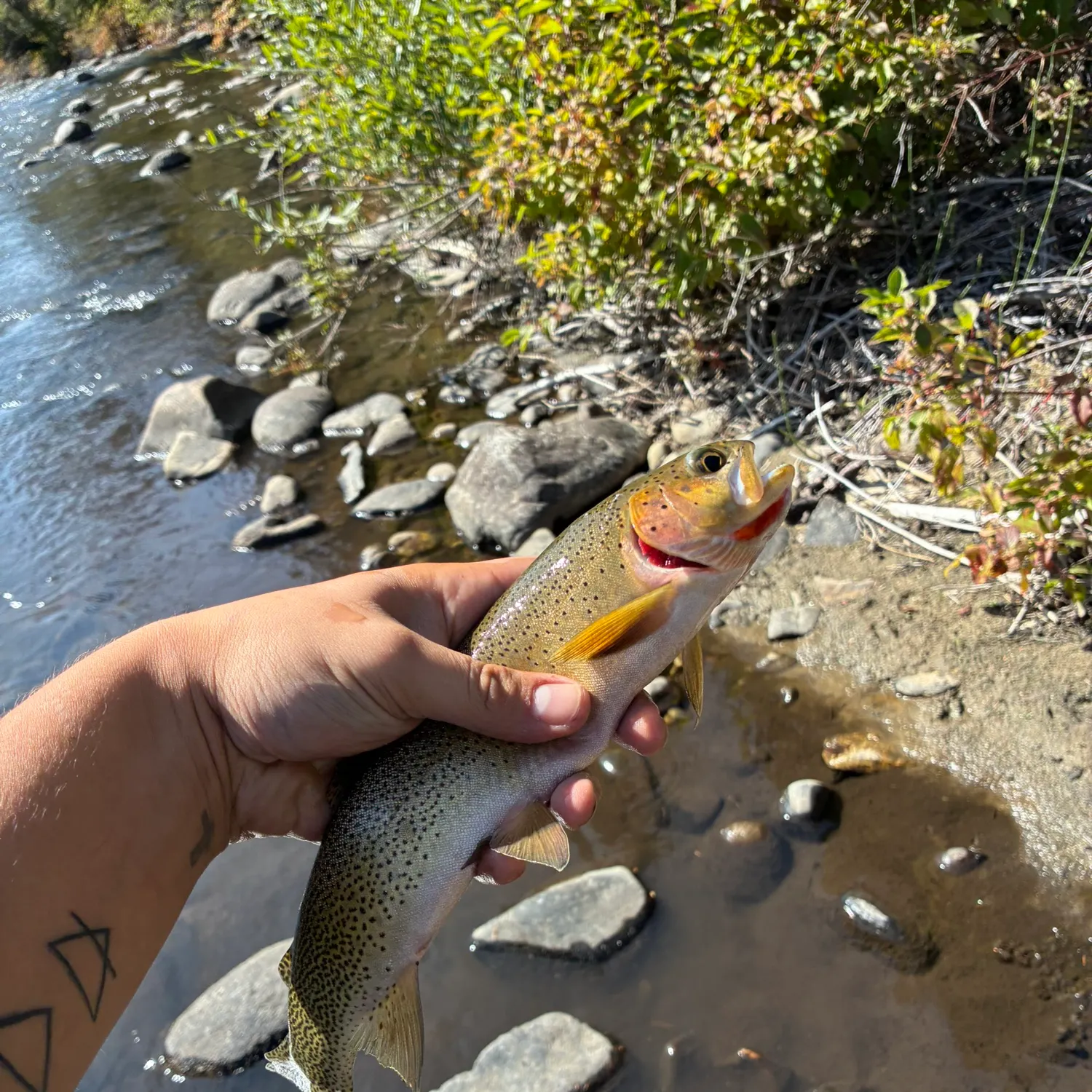 recently logged catches