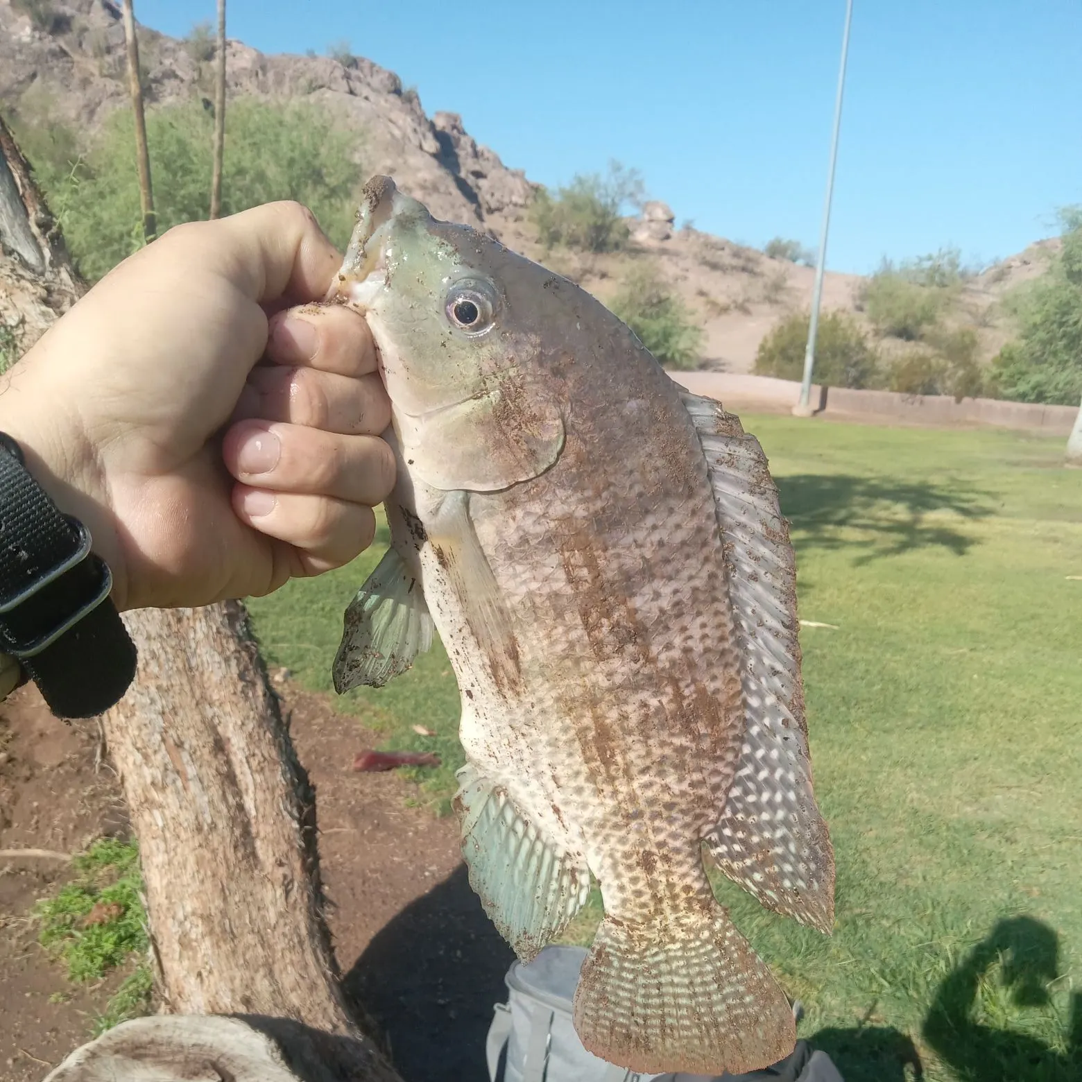 catch