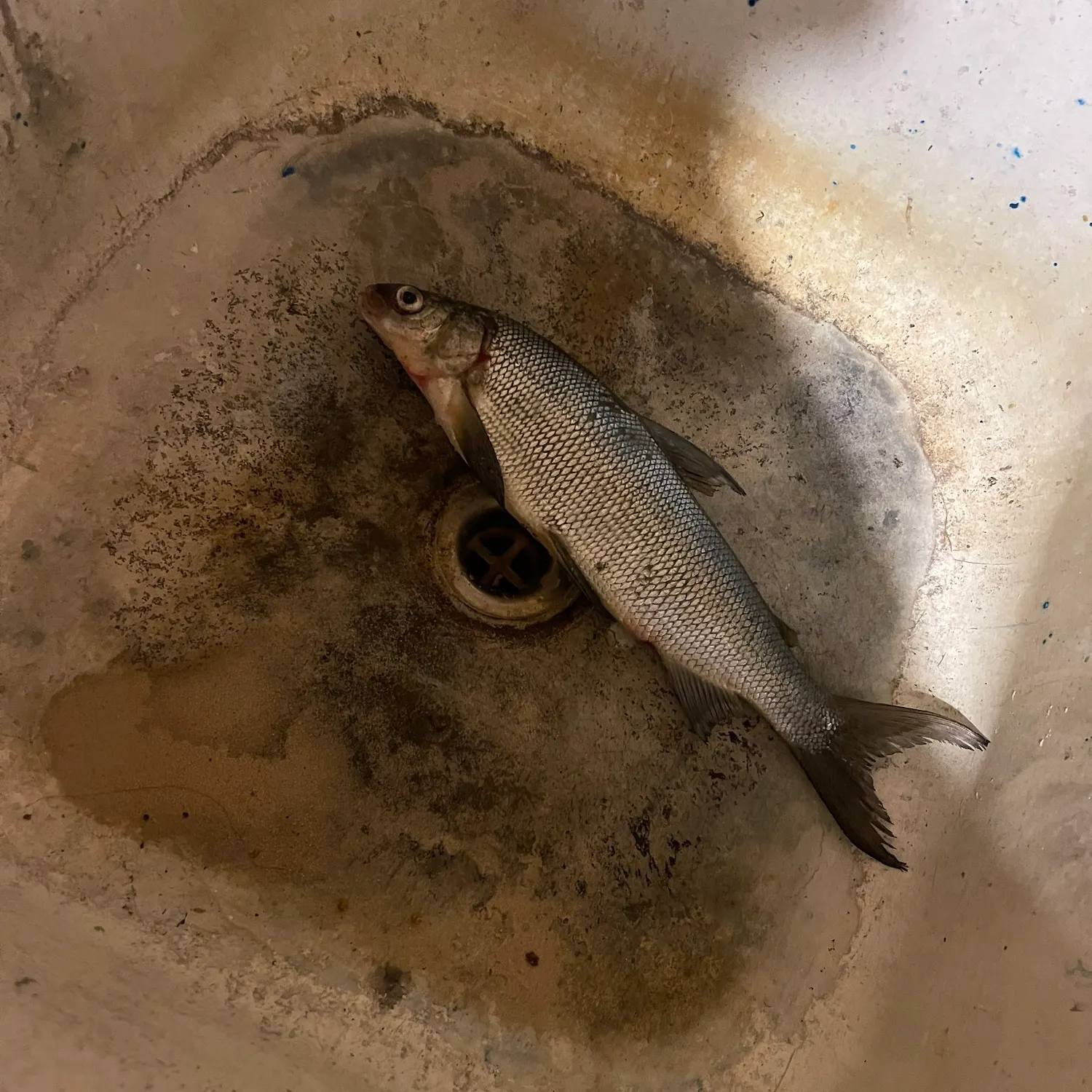 The most recent Lake whitefish catches on Fishbrain