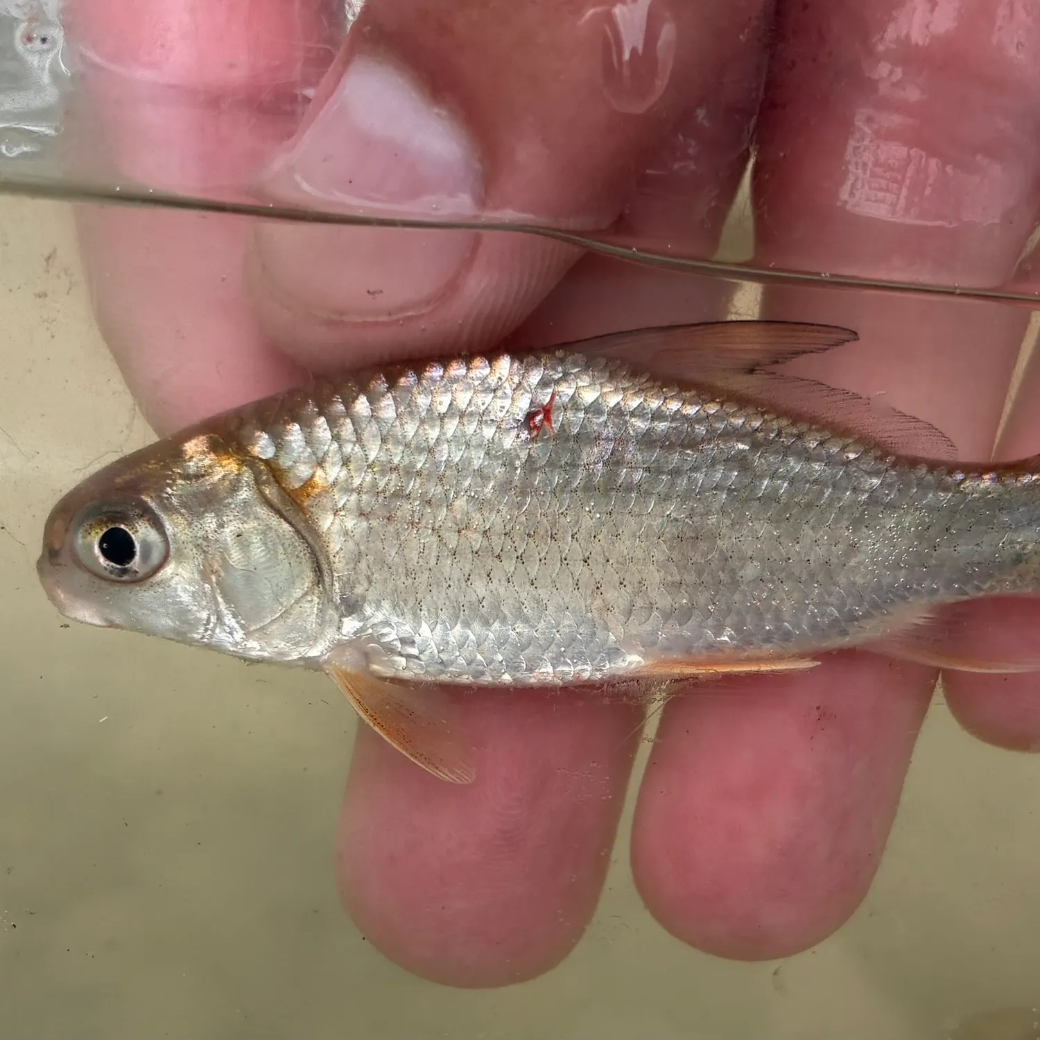 The most recent River carpsucker catches on Fishbrain