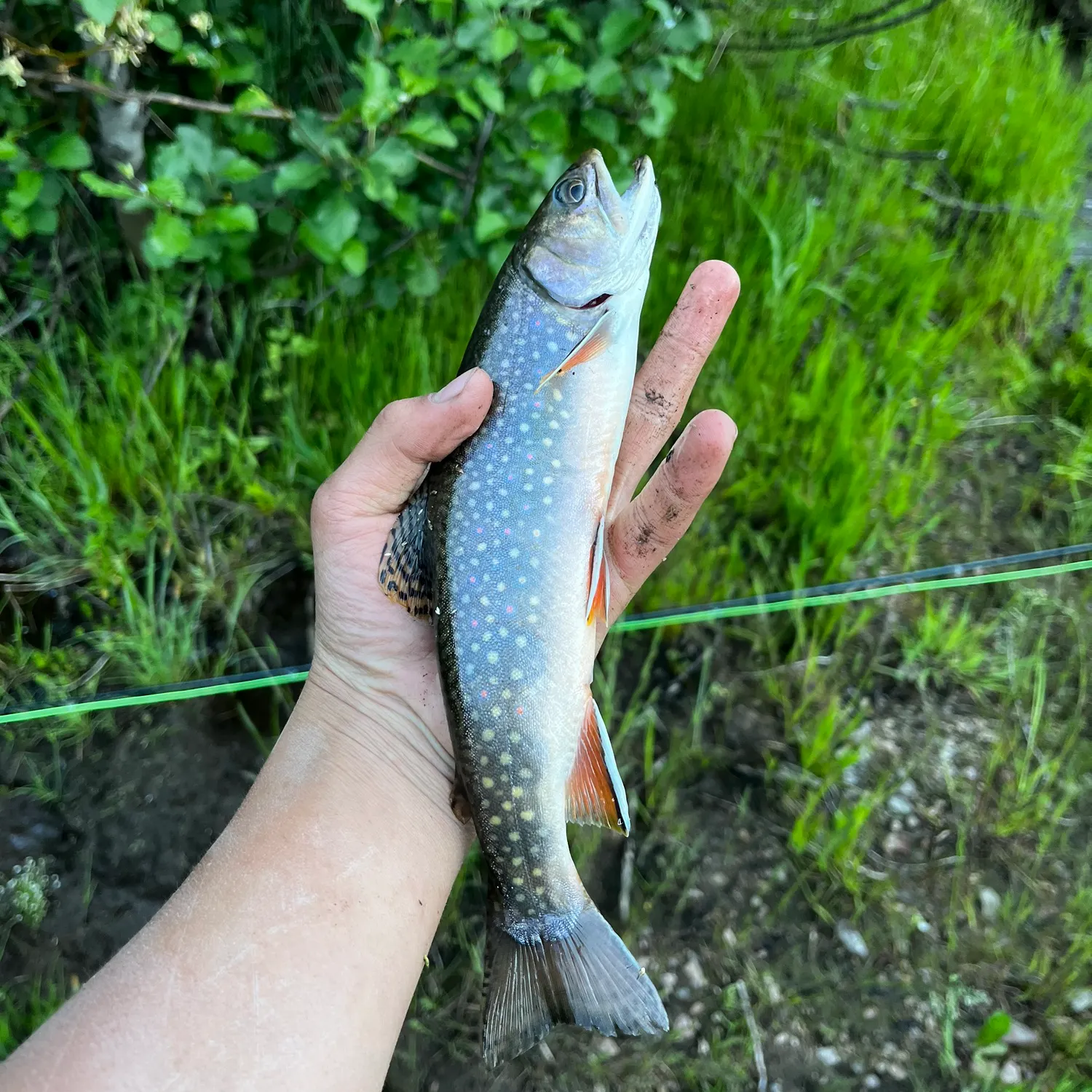 Brook trout caught on Fishbrain