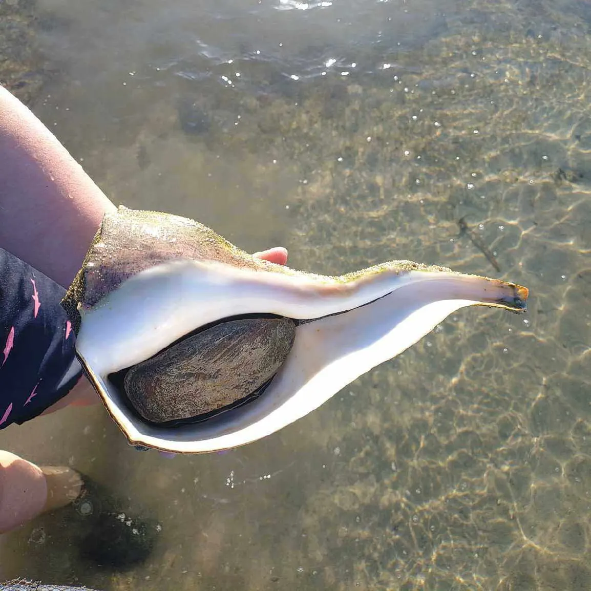 The most recent American eel catches on Fishbrain