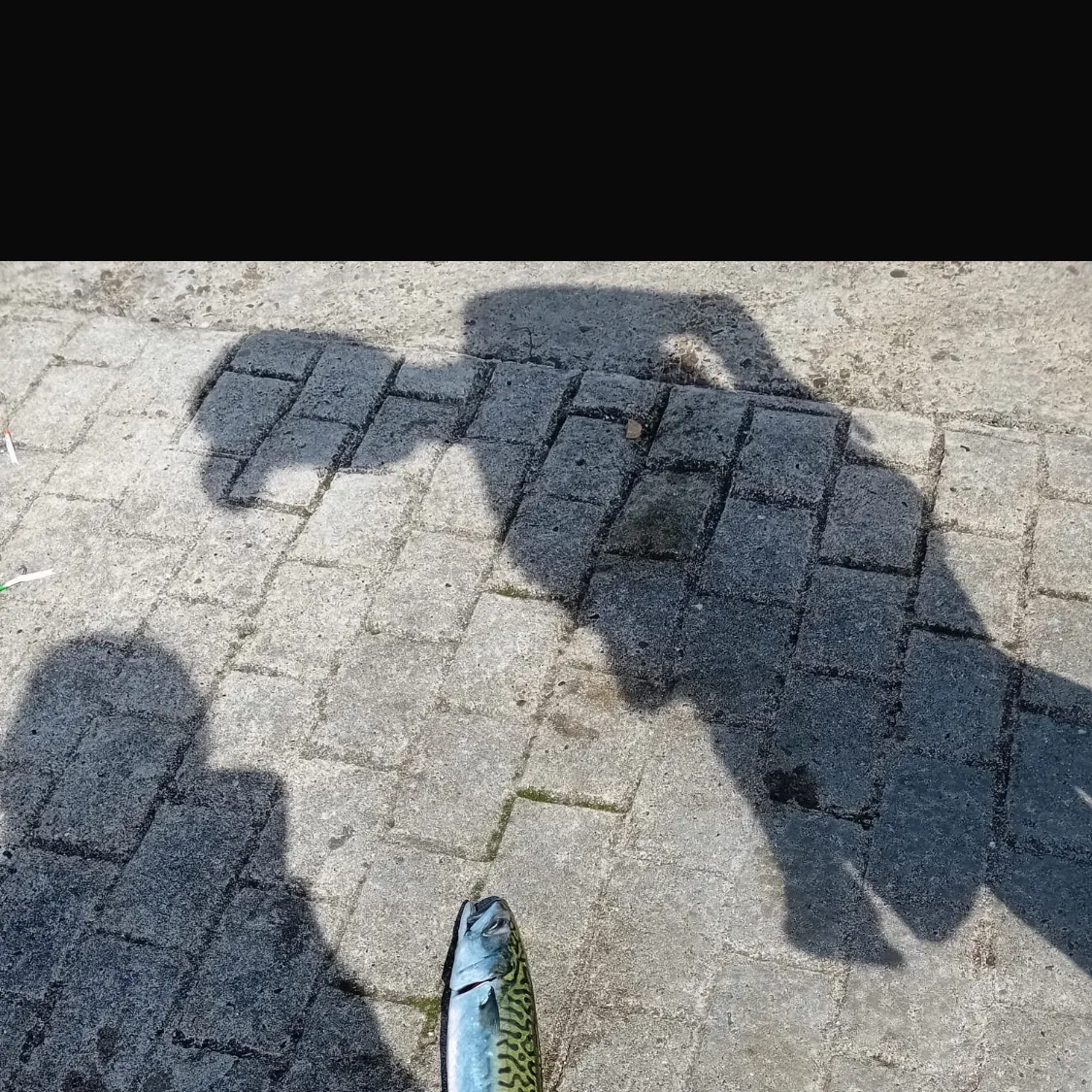 Atlantic mackerel caught on Fishbrain
