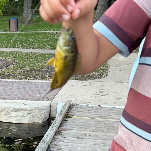 Green sunfish caught on Fishbrain