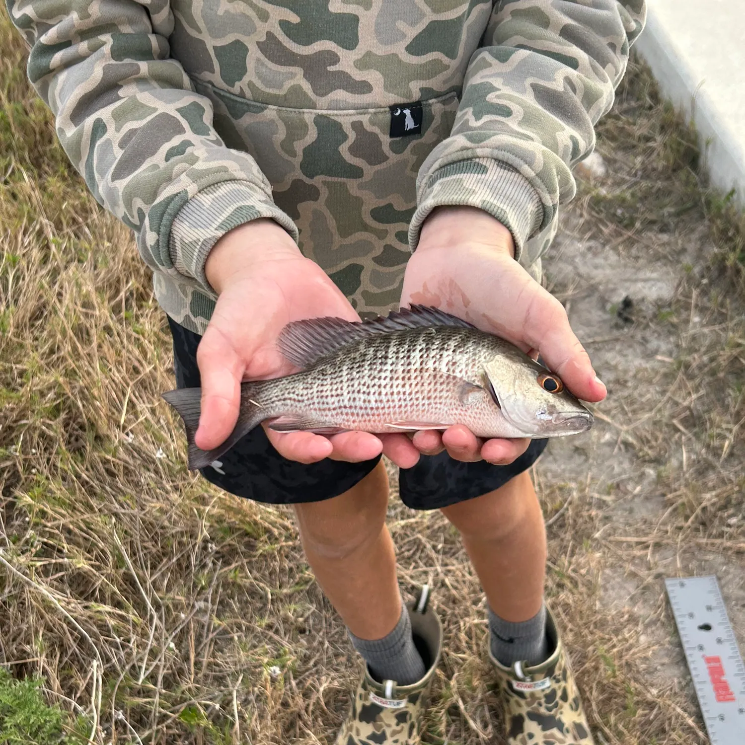 The most recent Mangrove snapper catches on Fishbrain