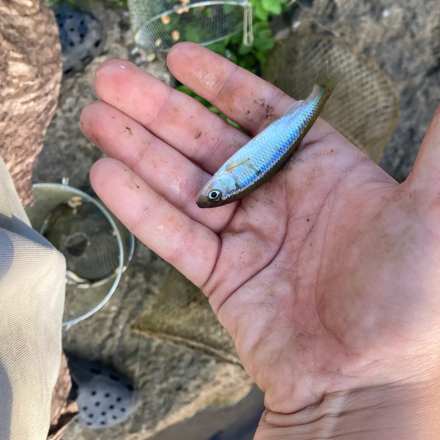 Striped shiner caught on Fishbrain