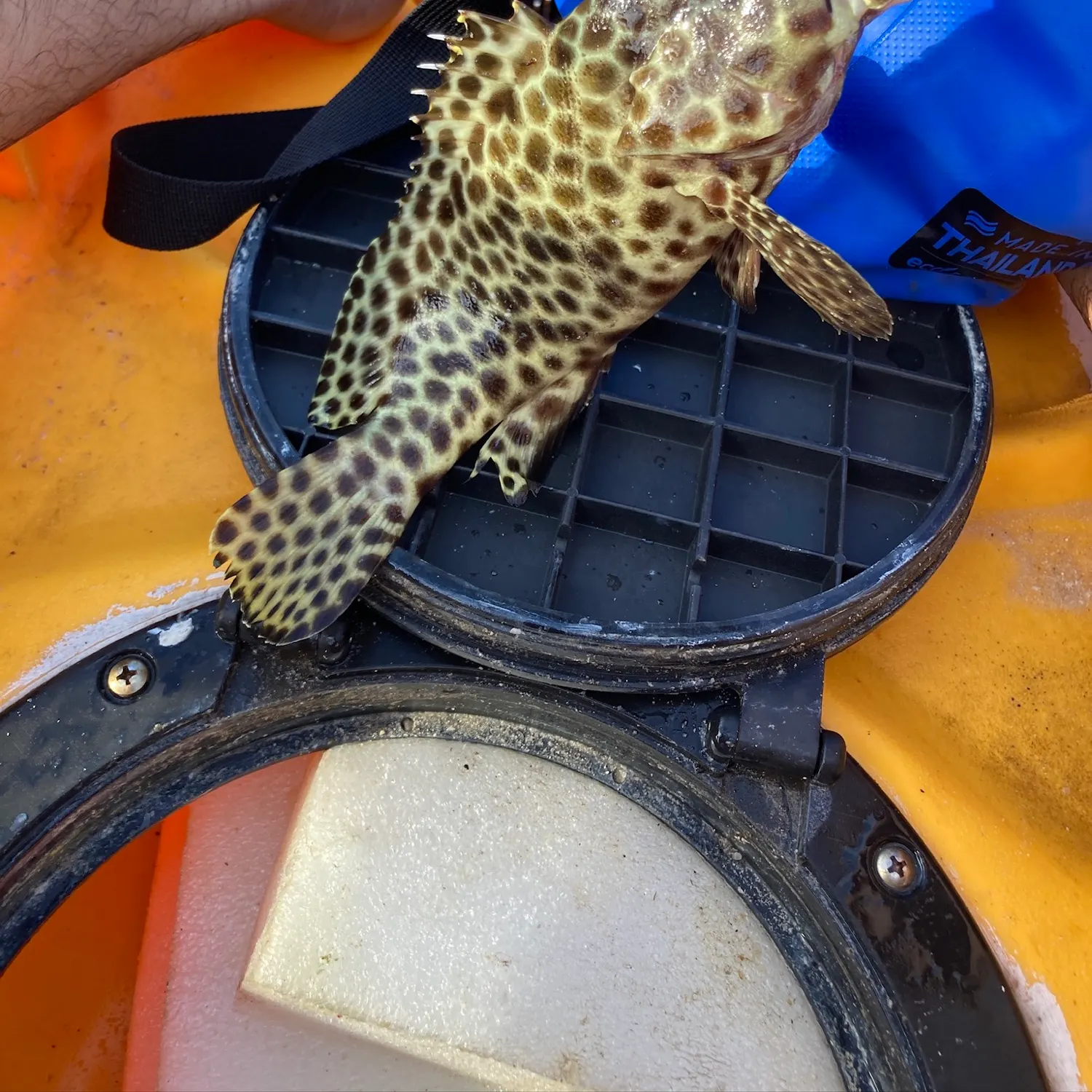 The most recent Honeycomb grouper catches on Fishbrain