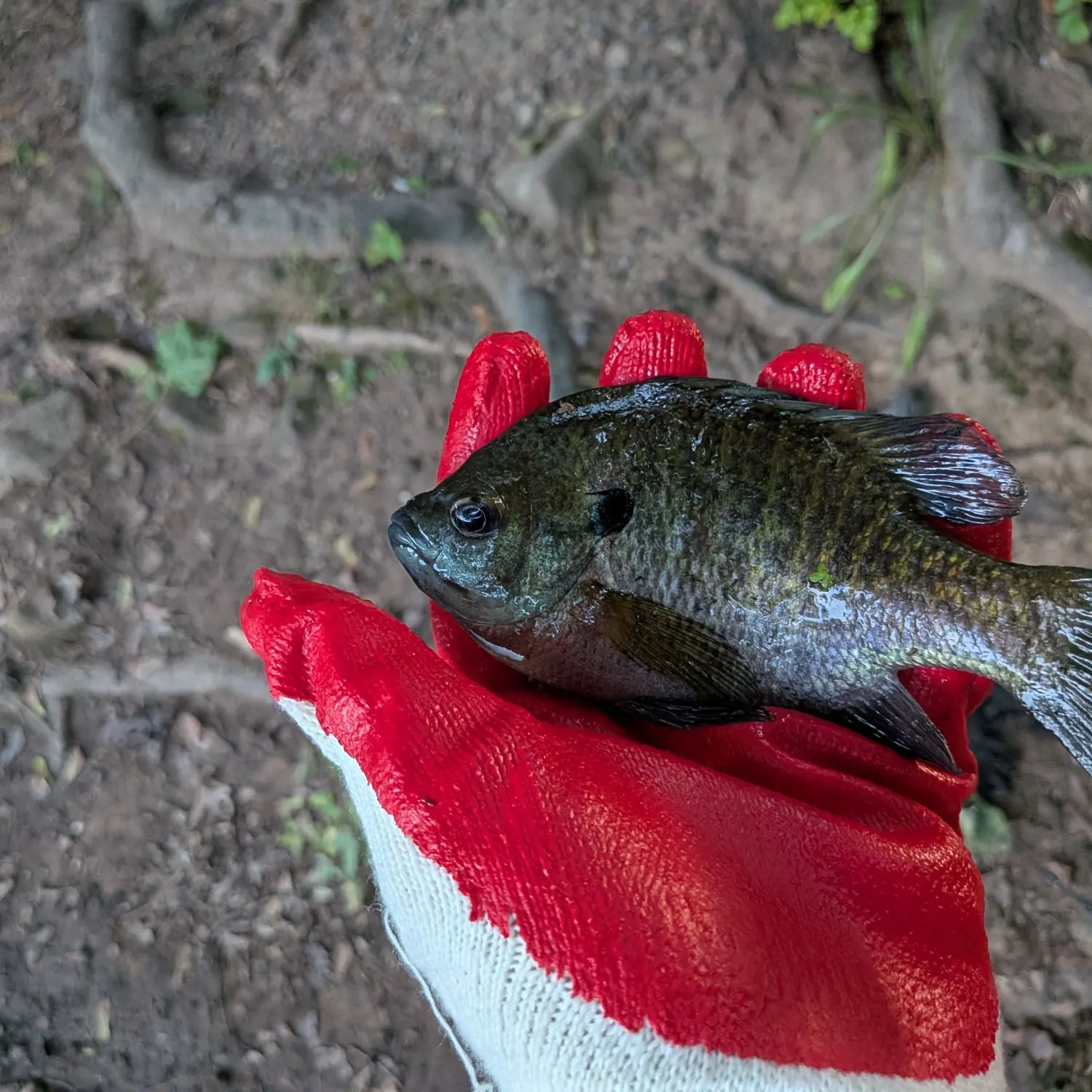 Bluegill caught on Fishbrain