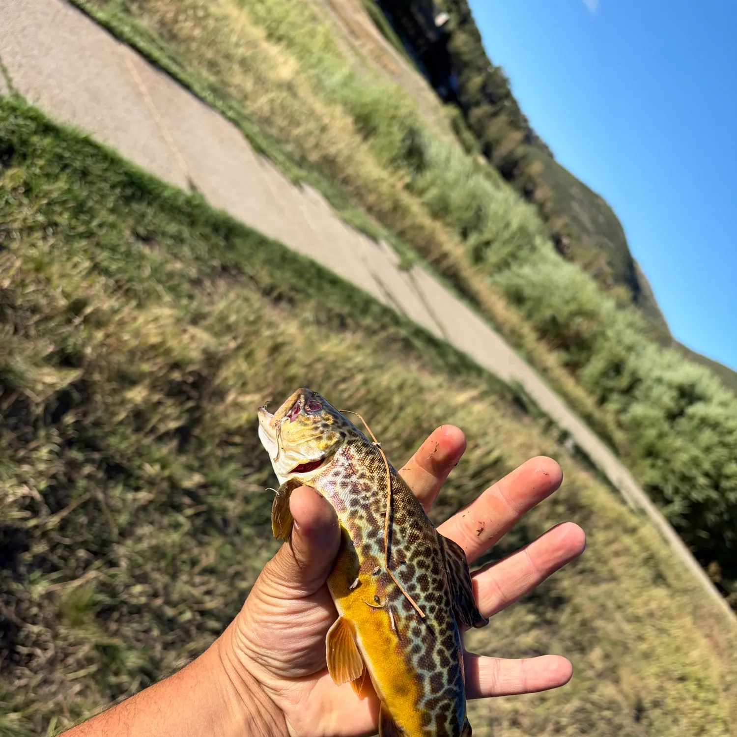 catch