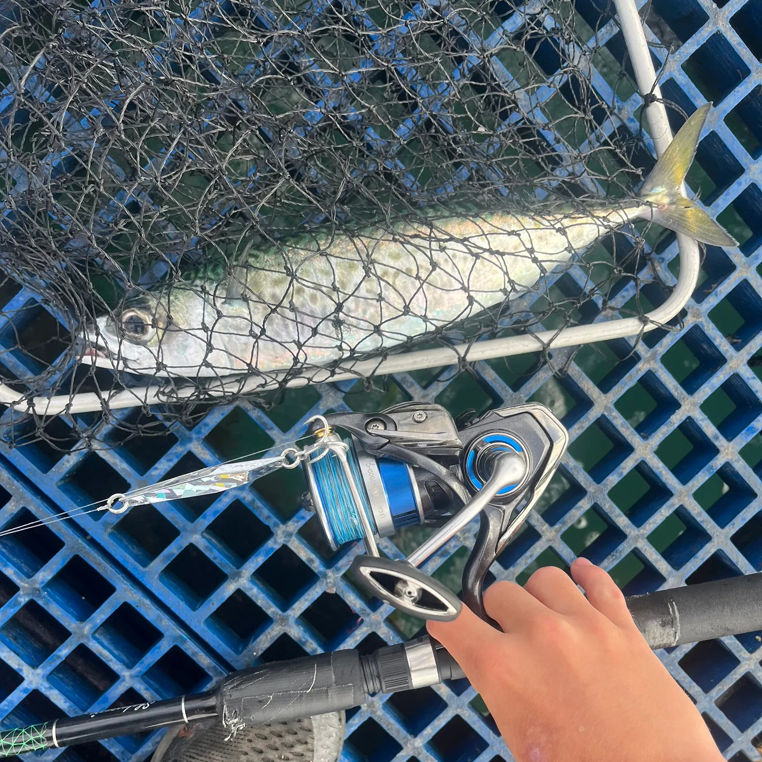 The most recent Pacific chub mackerel catches on Fishbrain
