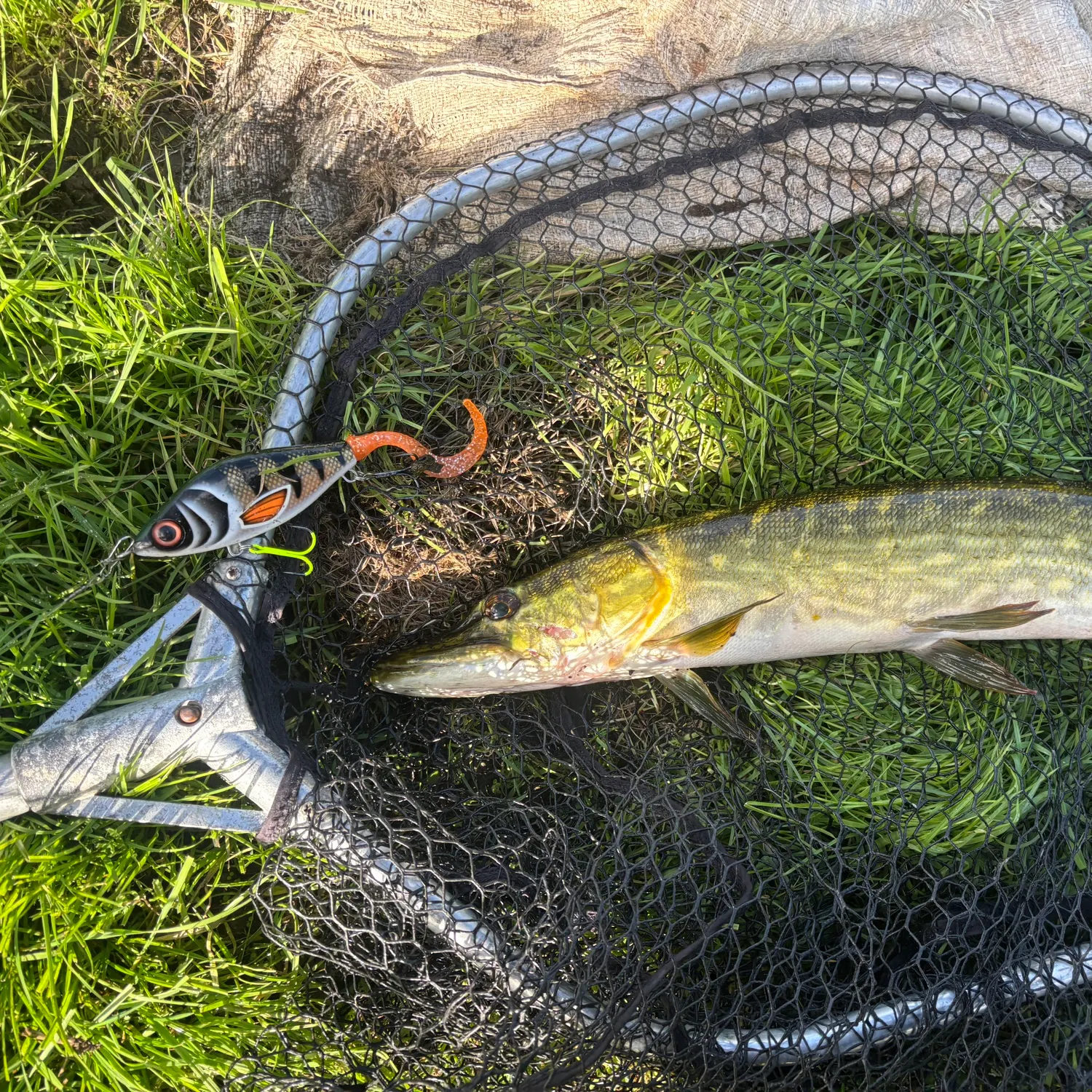 Northern pike caught on Fishbrain