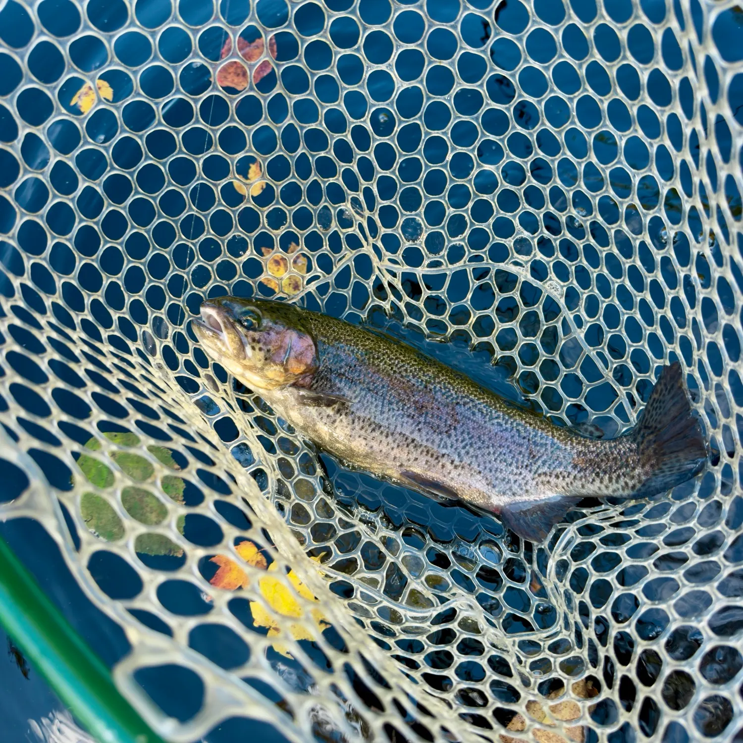 Rainbow trout caught on Fishbrain
