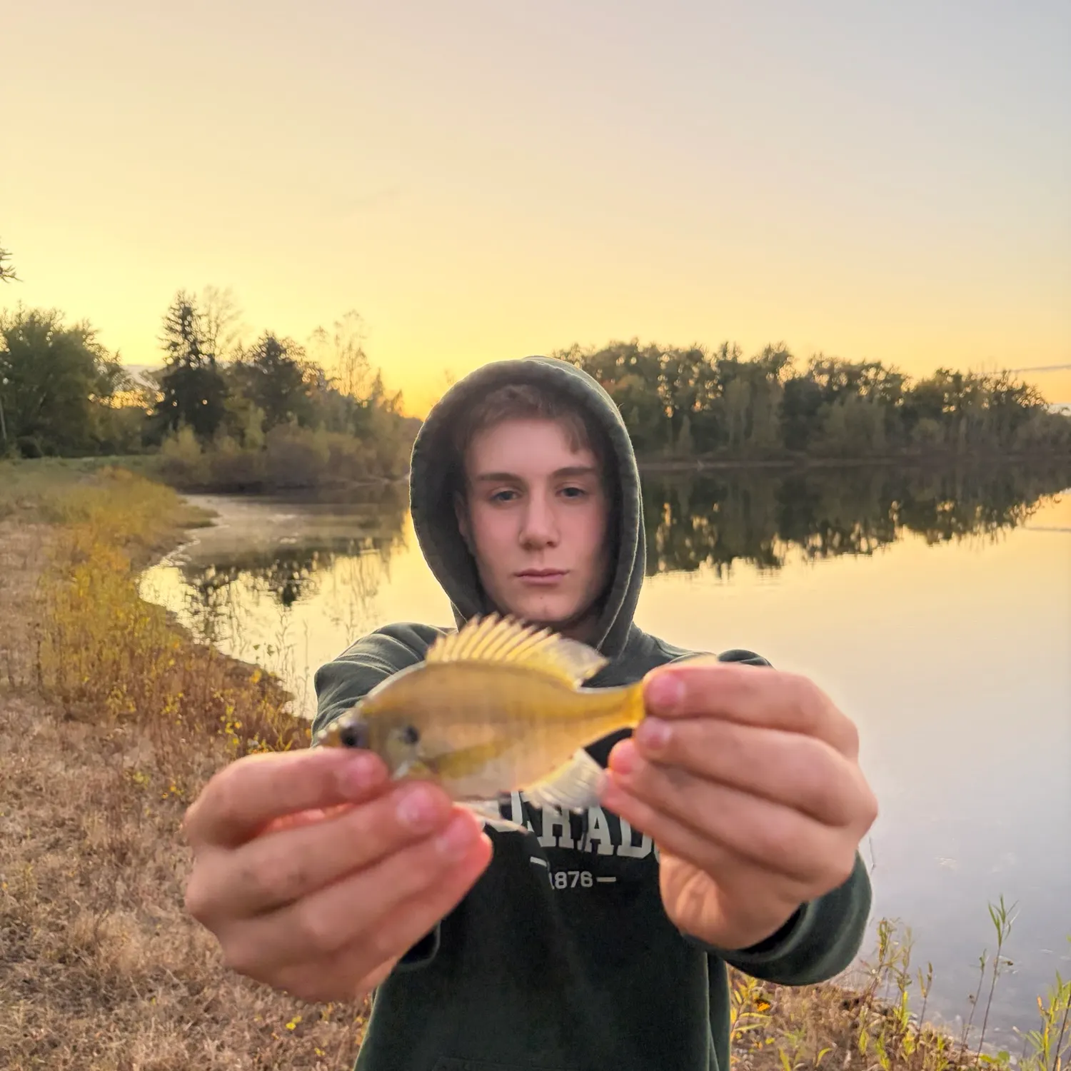 Bluegill caught on Fishbrain