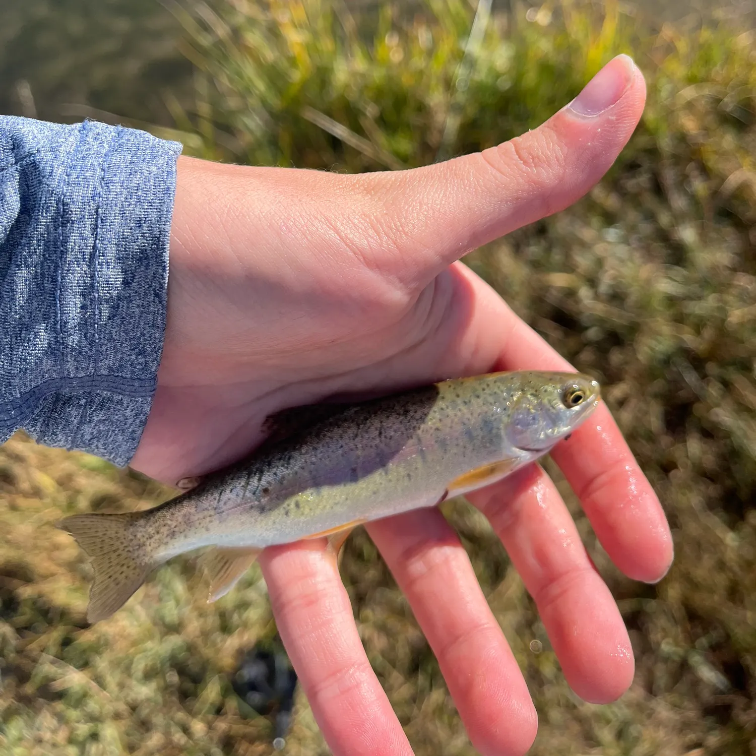 Rainbow trout caught on Fishbrain