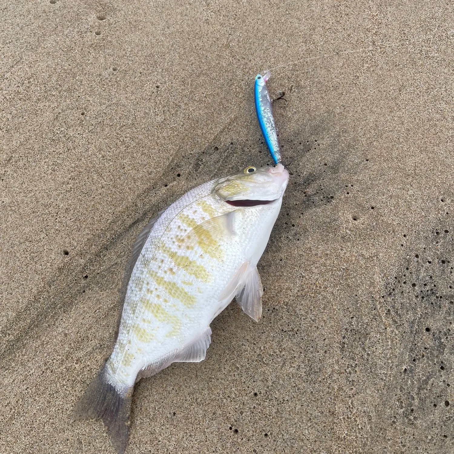 Barred surfperch caught on Fishbrain