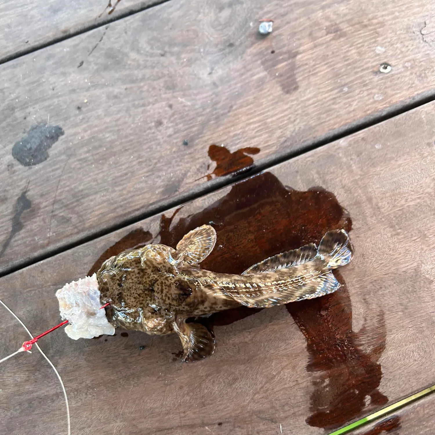 The most recent Gulf toadfish catches on Fishbrain